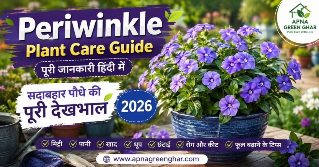 Periwinkle Plant Care Guide in Hindi