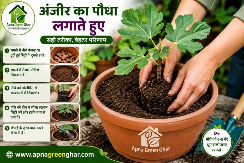 गमले में अंजीर का पौधा लगाने की सही विधि