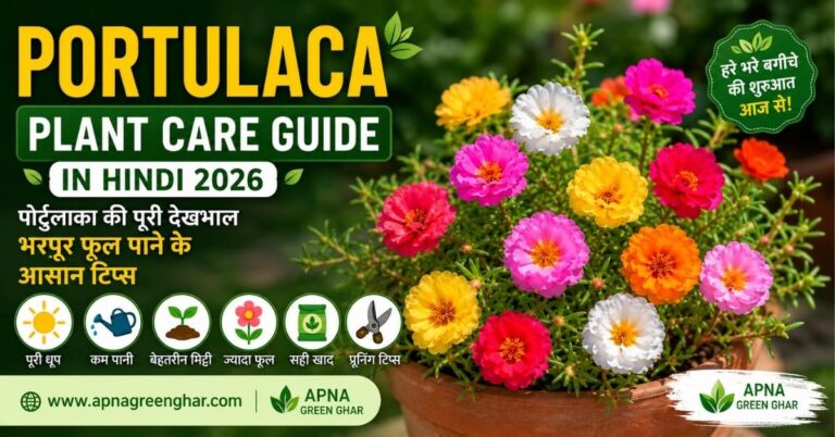 Portulaca Plant Care Guide in Hindi - रंग-बिरंगे पोर्टुलाका फूलों की देखभाल