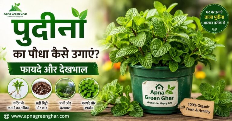 पुदीना का पौधा