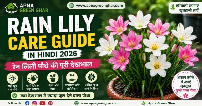 Rain Lily Care Guide in Hindi 2026 | रेन लिली पौधे की पूरी देखभाल