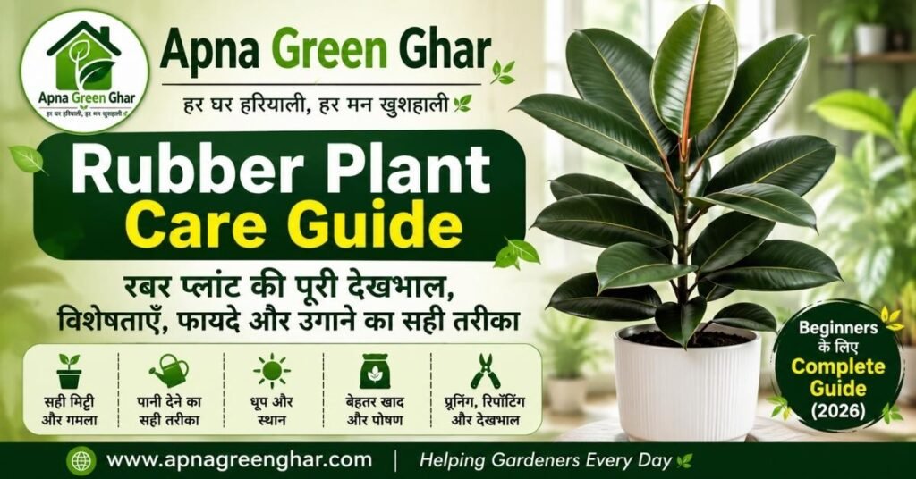 Rubber Plant Care Guide in Hindi – रबर प्लांट की पूरी देखभाल,
