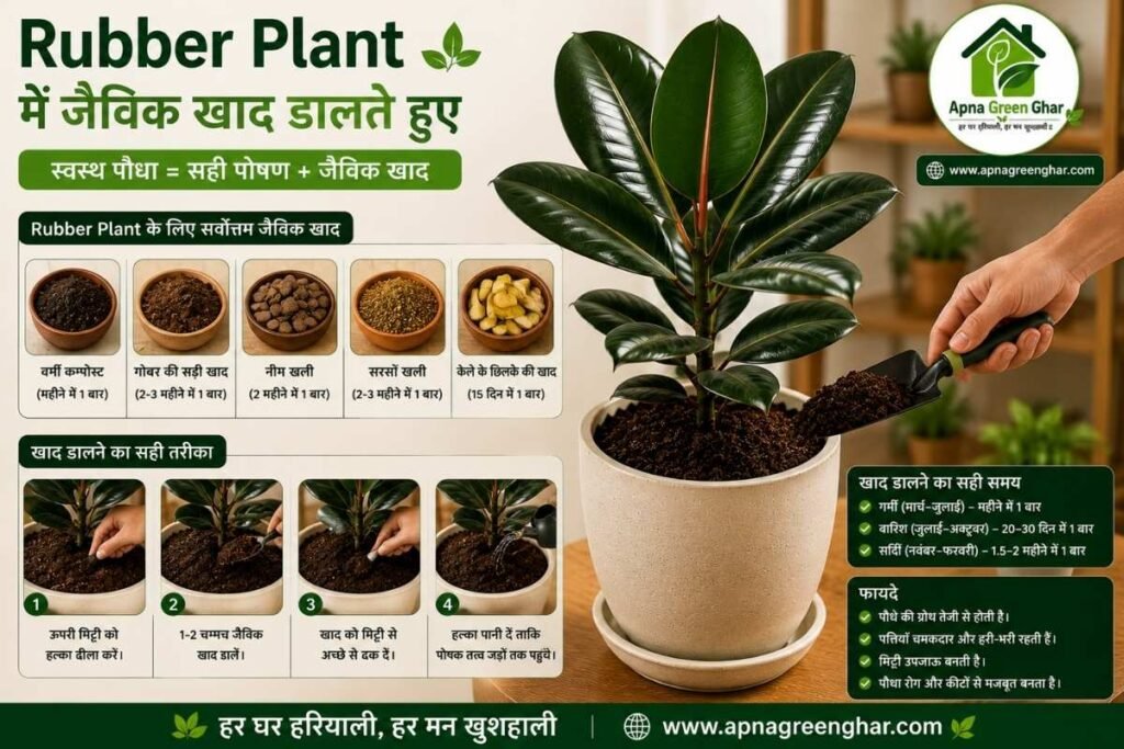 Rubber Plant के लिए सबसे अच्छी खाद