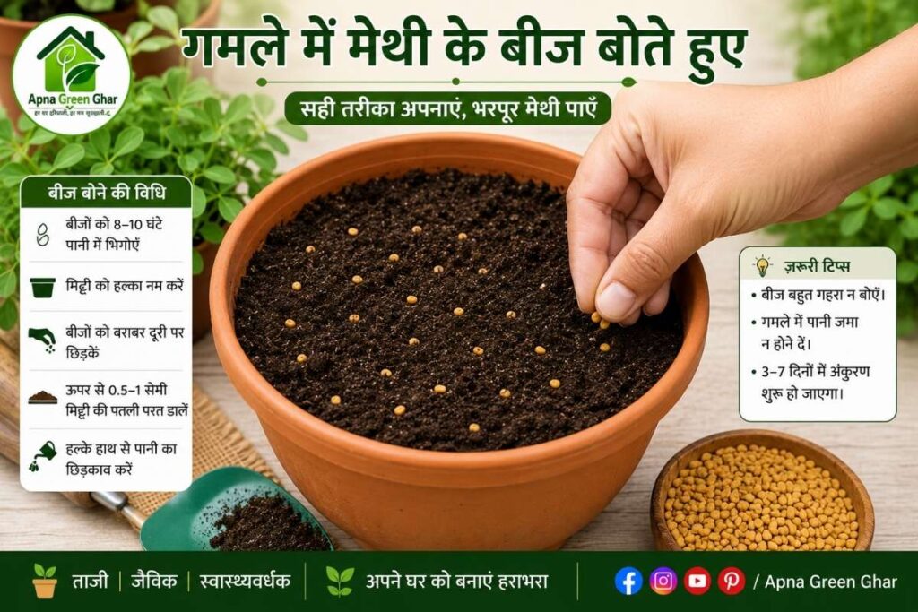 गमले में मेथी उगाने का Step-by-Step रोपण प्रक्रिया