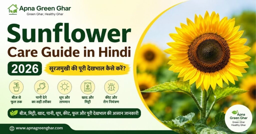Sunflower Care Guide in Hindi | सूरजमुखी की देखभाल