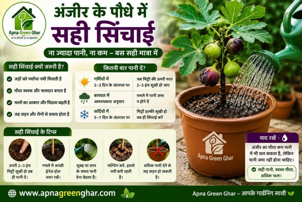 अंजीर के पौधे में पानी कब और कितना दें?