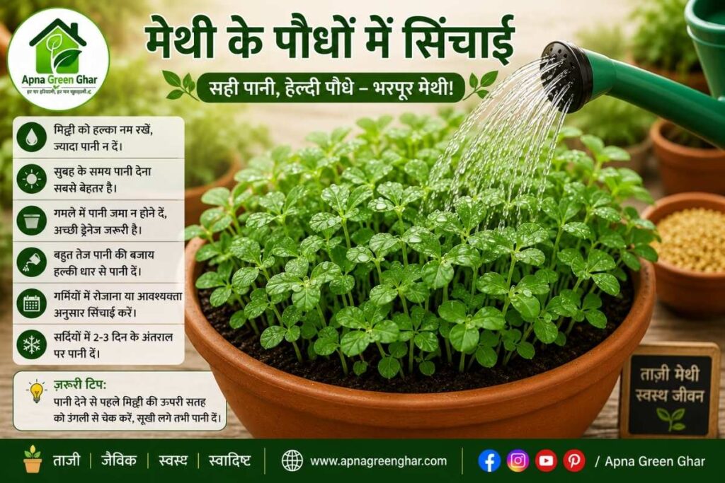 मेथी को न तो बहुत अधिक पानी चाहिए और न ही लंबे समय तक सूखी मिट्टी।
