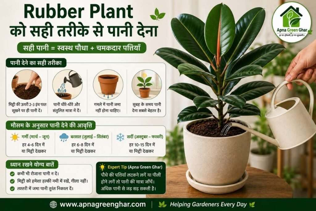 Rubber Plant को कितनी धूप चाहिए?