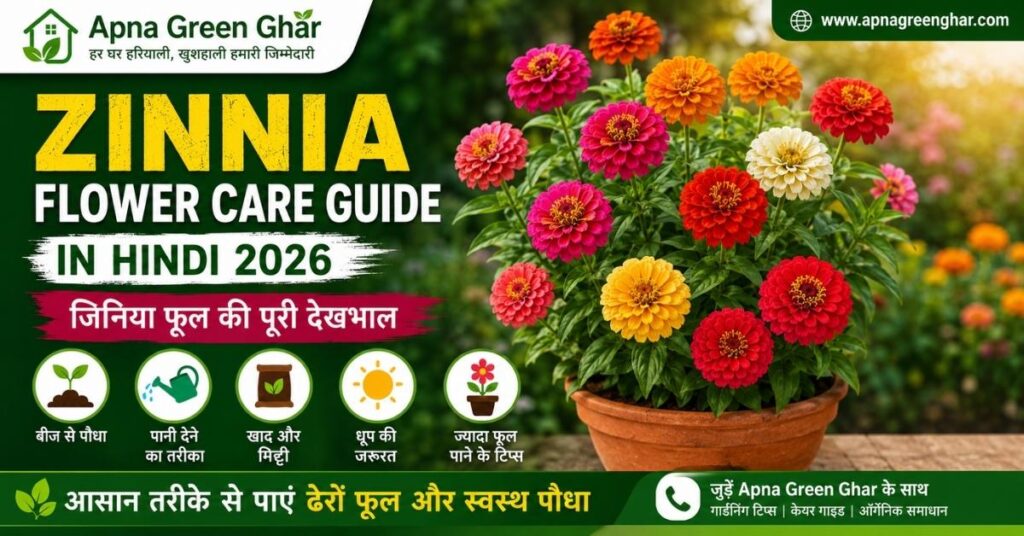 Zinnia Flower Care Guide in Hindi | रंग-बिरंगे जिनिया फूल की देखभाल