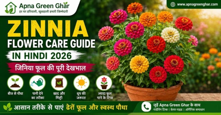 Zinnia Flower Care Guide in Hindi | रंग-बिरंगे जिनिया फूल की देखभाल