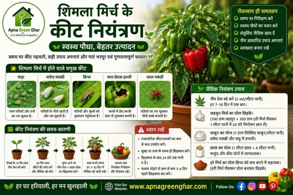 शिमला मिर्च में कीट एवं रोग नियंत्रण