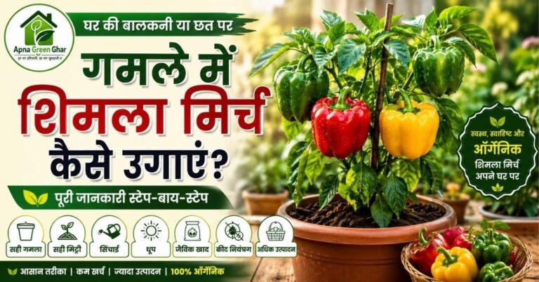 गमले में उगाया गया स्वस्थ शिमला मिर्च का पौधा