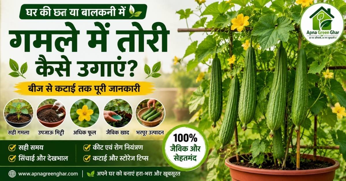 गमले में तोरी कैसे उगाएं? बीज से कटाई तक पूरी जैविक गाइड (2026)