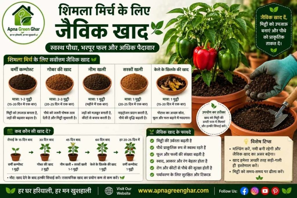शिमला मिर्च खाद प्रबंधन