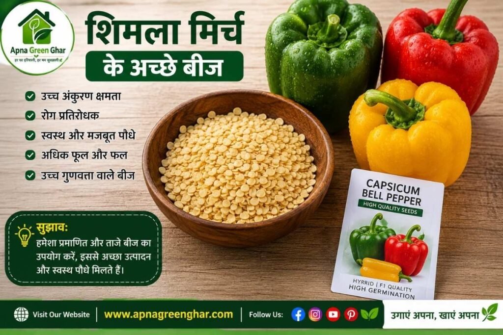 शिमला मिर्च के लिए सही बीज या पौधा कैसे चुनें?