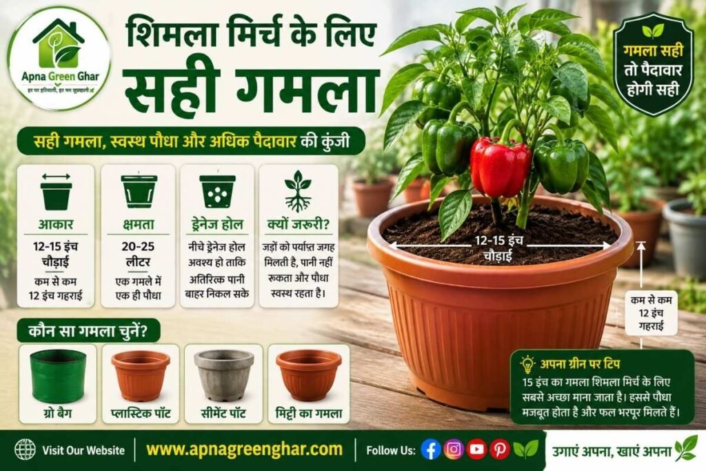शिमला मिर्च के लिए सही गमला