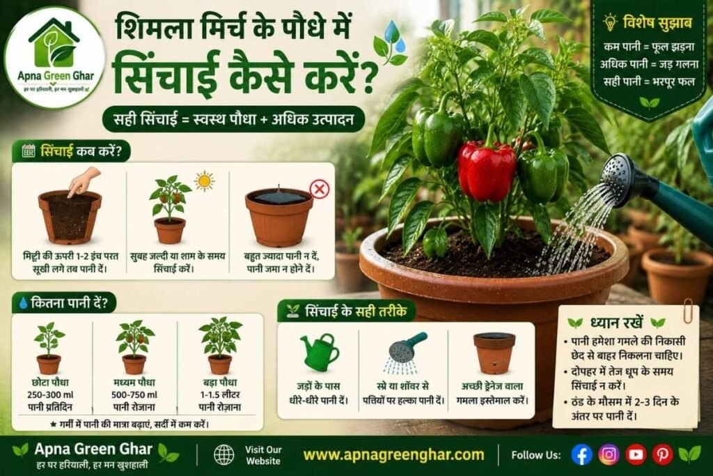 शिमला मिर्च में सिंचाई कैसे करें?
